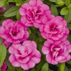 Calita Katmerli Double Rosy Calibrochoa Çiçeği Fidesi (1 Adet Fide)