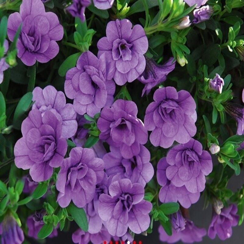 Calita Katmerli Double Sky Blue Calibrochoa Çiçeği Fidesi (1 Adet Fide)