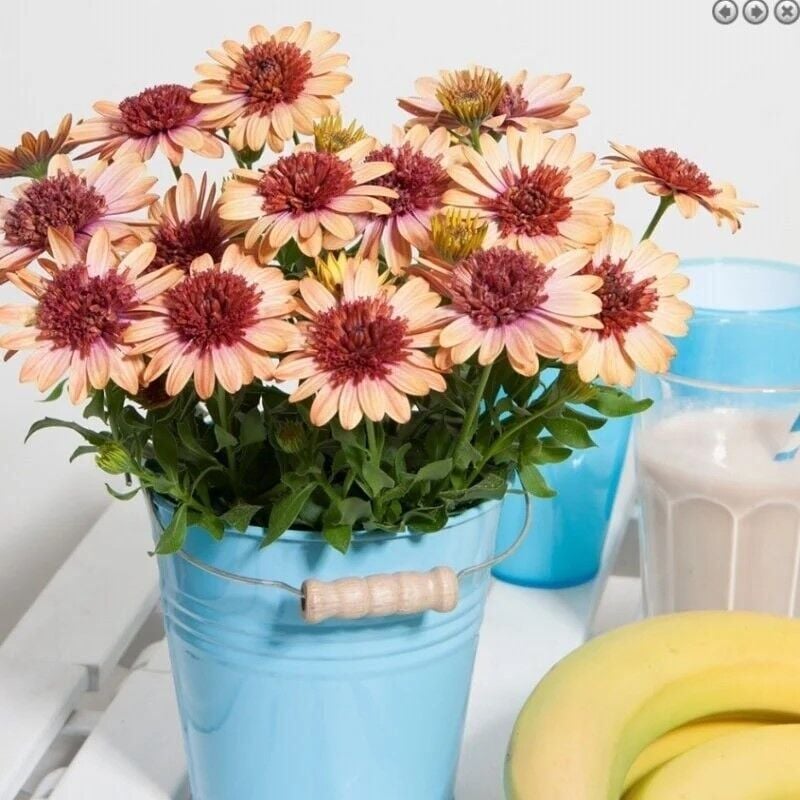 Katmerli Erato Double Orange Bodrum Papatyası Çiçeği Fidesi (1 Adet Fide)