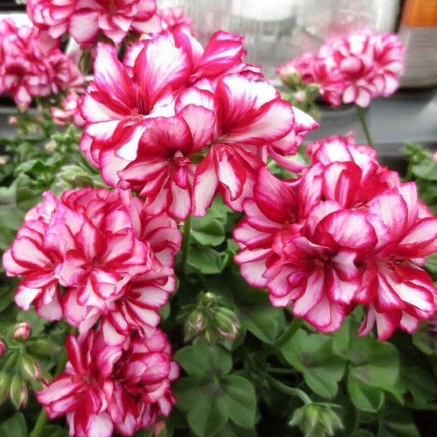 Nadir Bitki Katmerli Sarkan Grandeur İvy Arctic Rose Sakız Sardunya Fidesi (1 Adet Fide)