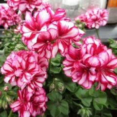 Nadir Bitki Katmerli Sarkan Grandeur İvy Arctic Rose Sakız Sardunya Fidesi (1 Adet Fide)