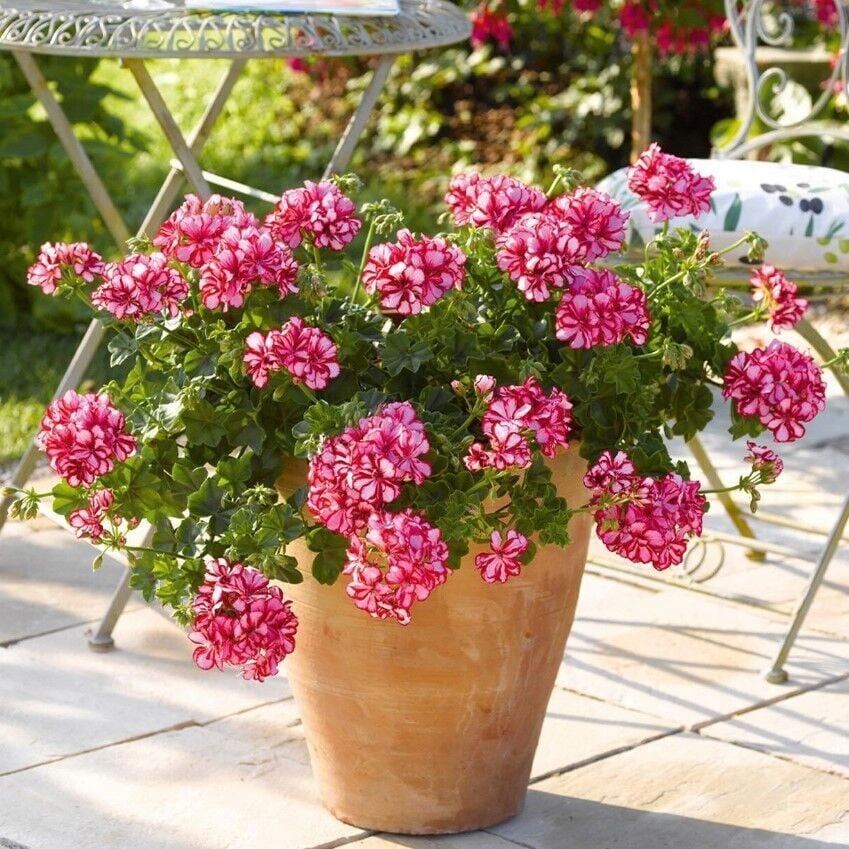 Sarkan Grandeur İvy Arctic Scarlet Sakız Sardunya Fidesi (1 Adet Fide)