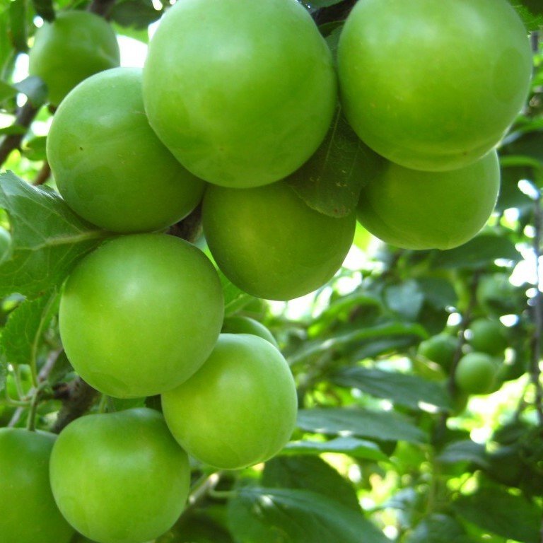 Sulu ve Leziz Turfanda Taze Yeşil Can Eriği (1 KG)