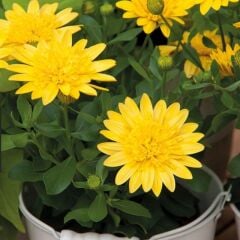 Çok Yıllık Erato Double Yellow Katmerli Bodrum Papatyası Çiçeği Fidesi (1 Adet Fide)