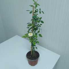 Saksılı Yediveren Minyatür Kırmızı Emilia Gül Fidanı