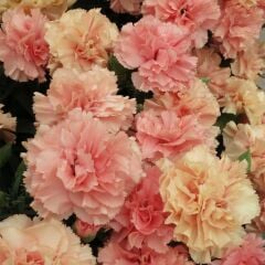 Nadir Kokulu Sweet Pleasure L Apricot Karanfil Çiçeği Fidesi (1 Adet Fide)