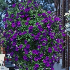 İri Çiçekli Sarkıcı Sarkan Surfinia Blue Petunya Çiçeği Fidesi (1 Adet Fide)