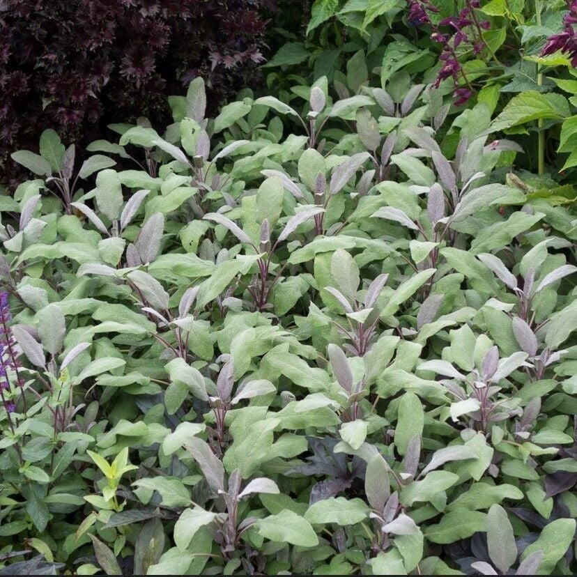 Mandala Purpur Adaçayı Fidesi (2 Adet Fide )