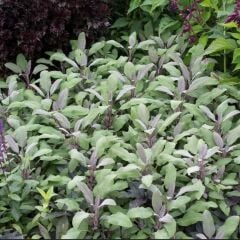 Mandala Purpur Adaçayı Fidesi (2 Adet Fide )