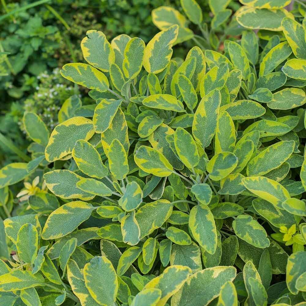 Mandala Gold Adaçayı Fidesi (2 Adet Fide )