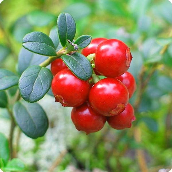 Cranberry  Kırmızı Turna Yemişi Fidanı(10-20 cm)