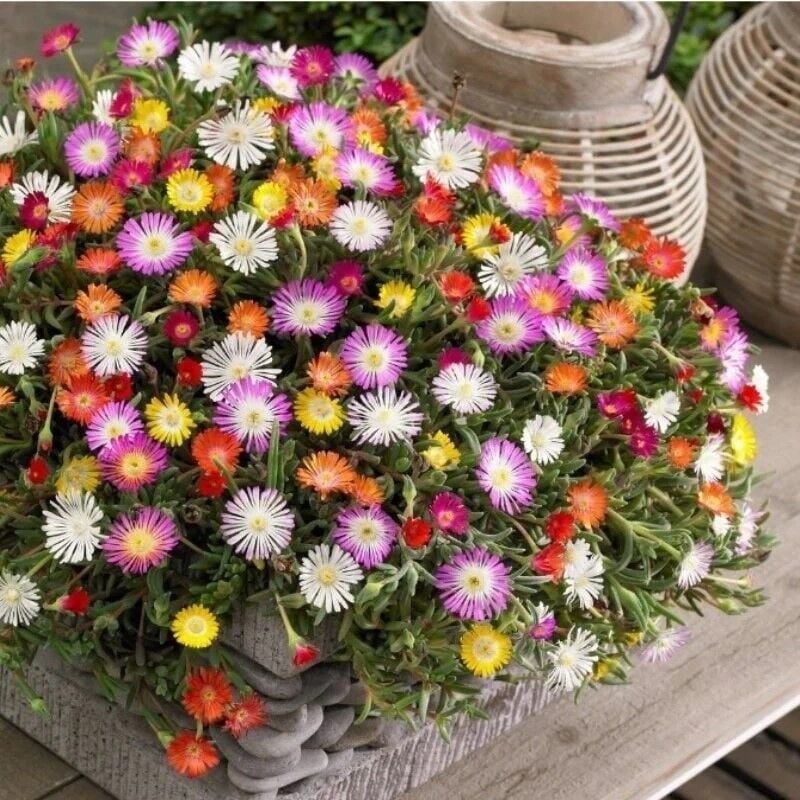 Pastel Renkler Yayılıcı Sarkıcı Delasporma Mixed Buz Çiçeği Fidesi (5 Adet Fide)