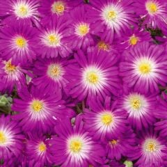 Yayılıcı Sarkıcı Delasporma Purple Buz Çiçeği Fidesi (2 Adet Fide)