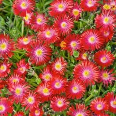 Yayılıcı Sarkıcı Delasporma Red Buz Çiçeği Fidesi (2 Adet Fide)