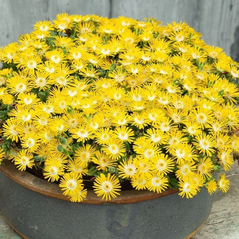 Yayılıcı Sarkıcı Delasporma Yellow Buz Çiçeği Fidesi (2 Adet Fide)