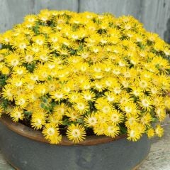 Yayılıcı Sarkıcı Delasporma Yellow Buz Çiçeği Fidesi (2 Adet Fide)