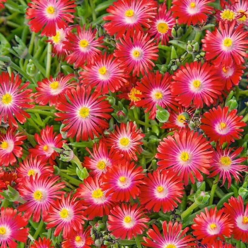 Yayılıcı Sarkıcı Delasporma Red Buz Çiçeği Fidesi (2 Adet Fide)