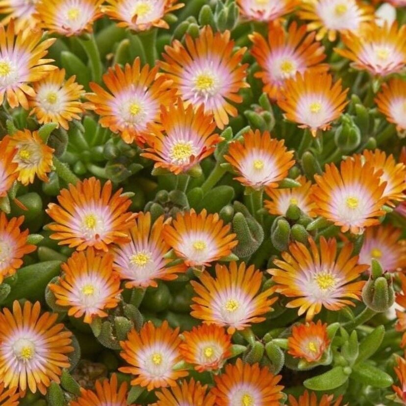 Yayılıcı Sarkıcı Delasporma Orange Buz Çiçeği Fidesi (2 Adet Fide)