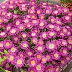 Yayılıcı Sarkıcı Delasporma Hot Pink Buz Çiçeği Fidesi (2 Adet Fide)