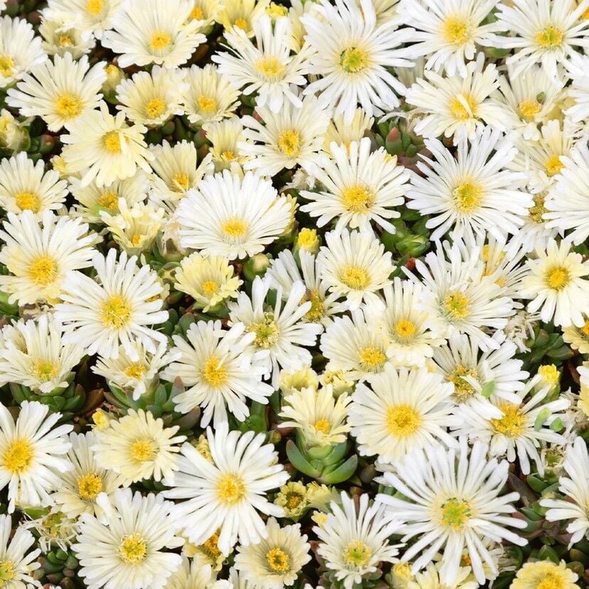 Yayılıcı Sarkıcı Delasporma İce Cream Buz Çiçeği Fidesi (2 Adet Fide)