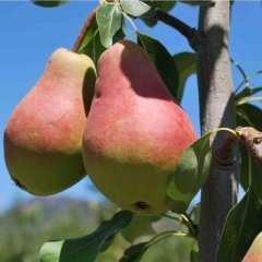 Tüplü Aşılı Tam Bodur Erkenci Etruşka (Etrusca) Armut Fidanı