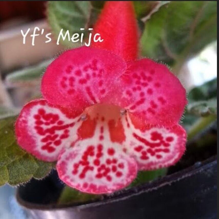 Koleksiyonluk Yf's Meija Kohleria Japon Küpelisi Çiçeği Fidesi (Mini Potta)