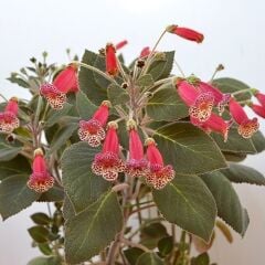 Koleksiyonluk Brimstone Kohleria Japon Küpelisi Çiçeği Fidesi (Mini Potta)