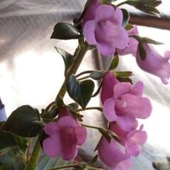 Koleksiyonluk X Gloximannia Arion Kohleria Çiçeği Fidesi Kohleria Japon Küpelisi Çiçeği Fidesi (Mini Potta)