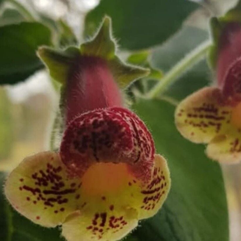 Koleksiyonluk Yf's Kitty Kohleria Japon Küpelisi Çiçeği Fidesi (Mini Potta)