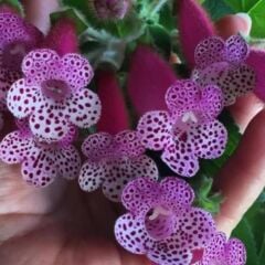 Koleksiyonluk Bts Maggie Kohleria Japon Küpelisi Çiçeği Fidesi (Mini Potta)