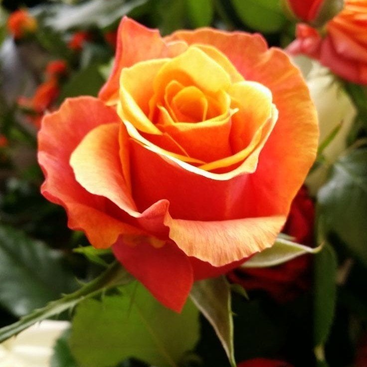 Tüplü Vulcano Fc Yediveren Gül Fidanı