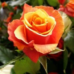 Tüplü Vulcano Fc Yediveren Gül Fidanı