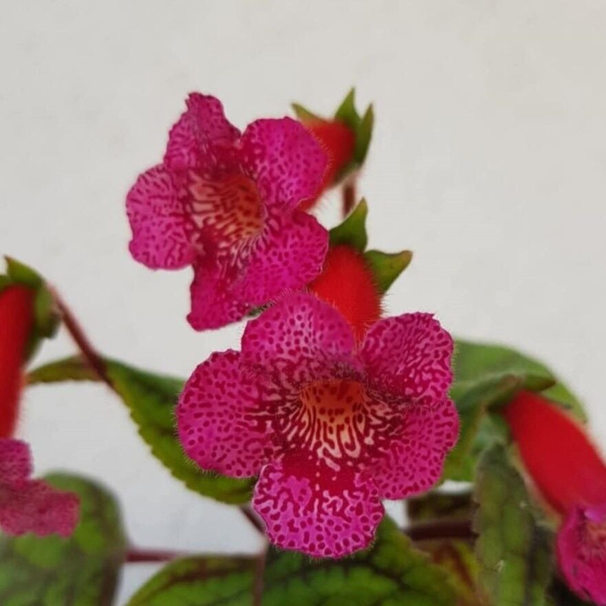 Koleksiyonluk Yf's Liv Kohleria Japon Küpelisi Çiçeği Fidesi (Mini Potta)