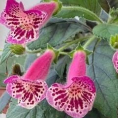 Koleksiyonluk Yf's Dance Kohleria Japon Küpelisi Çiçeği Fidesi (Mini Potta)