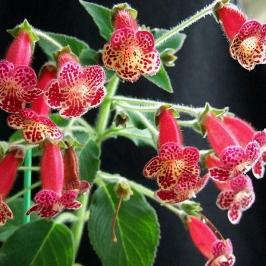 Koleksiyonluk Lucifer Kohleria Japon Küpelisi Çiçeği Fidesi (Mini Potta(Kopya)