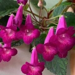 Koleksiyonluk X Smithicodonia Joy Kohleria Japon Küpelisi Çiçeği Fidesi (Mini Potta