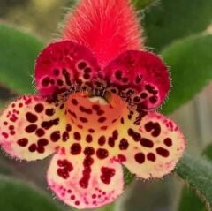 Koleksiyonluk Srg's Black Jack Kohleria Japon Küpelisi Çiçeği Fidesi (Mini Potta)