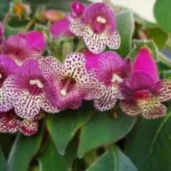 Koleksiyonluk Srg's Bitter Chocolate  Kohleria Japon Küpelisi Çiçeği Fidesi (Mini Potta)