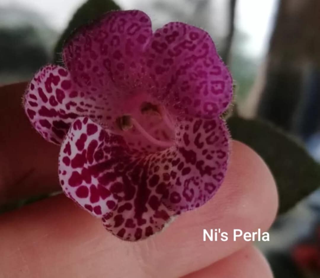 Koleksiyonluk Ni's Perla Kohleria Japon Küpelisi Çiçeği Fidesi (Mini Potta)