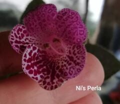 Koleksiyonluk Ni's Perla Kohleria Japon Küpelisi Çiçeği Fidesi (Mini Potta)