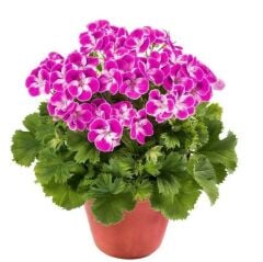 Sınırlı Stok Nadir Renkler Pinkerbell Sardunya Canan Çiçeği Fidesi (1 Adet Fide)