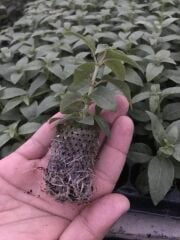 Sarkıcı XXL Çiçekli Fuchusia Karışık Küpeli Küpe Çiçeği Fidesi (20 Adet Fide)