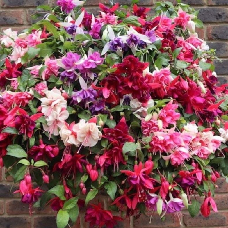 Sarkıcı XXL Çiçekli Fuchusia Karışık Küpeli Küpe Çiçeği Fidesi (20 Adet Fide)