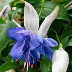 Koleksiyonluk Sınırlı Stok Katmerli Blue Angel Küpe Çiçeği Fidesi (1 Adet Fide)