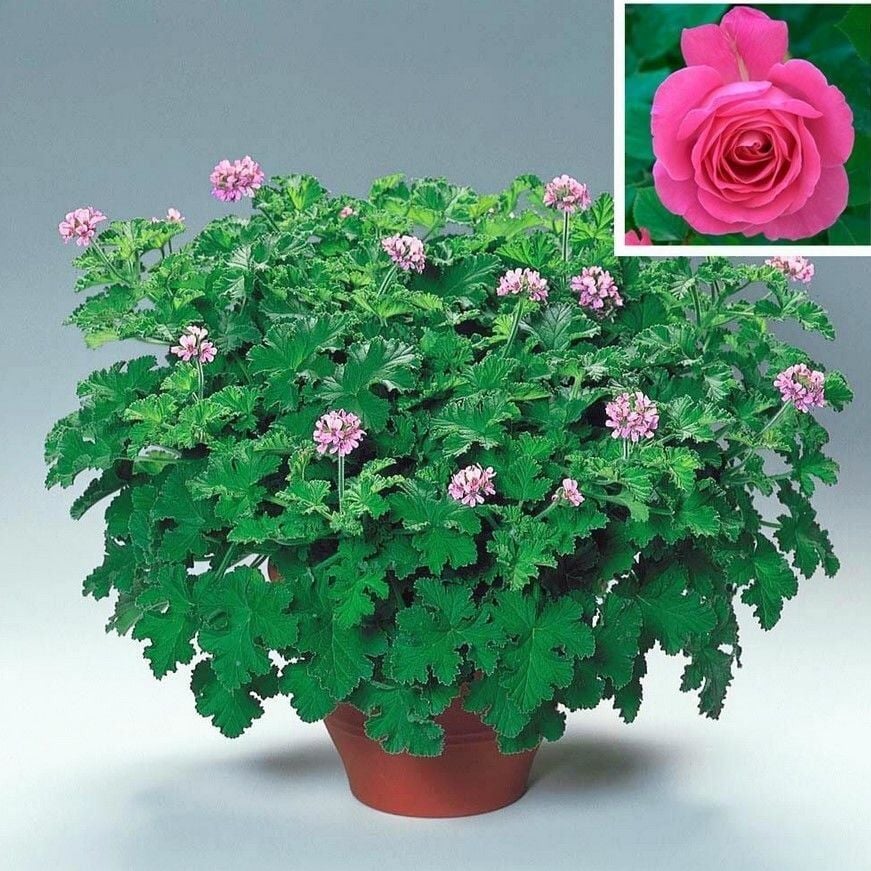 Gül Kokulu Sivrisinek Kovucu Grandeur Odorato Rose Sardunya Fidesi(1 Adet Fide)