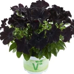 Petunia Atkinsiana Back To Black Siyah Petunya Çiçeği Fidesi (1 Adet Fide)