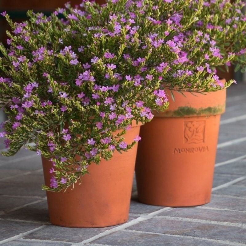 Soğuklara Dayanıklı Sarkan Sepetler İçin Multi Çiçekli Myrto Purple Mor Çiçekli Küfeya Çiçeği Fidesi (1 Adet Fide)