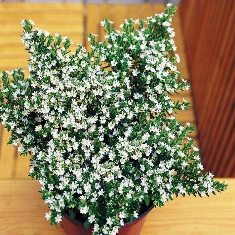 Soğuklara Dayanıklı Sarkan Sepetler İçin Multi Çiçekli Myrto White Beyaz Çiçekli Küfeya Çiçeği Fidesi (1 Adet Fide)