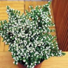 Soğuklara Dayanıklı Sarkan Sepetler İçin Multi Çiçekli Myrto White Beyaz Çiçekli Küfeya Çiçeği Fidesi (1 Adet Fide)