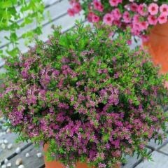 Soğuklara Dayanıklı Sarkan Sepetler İçin Multi Çiçekli Myrto Pink Küfeya Çiçeği Fidesi (1 Adet Fide)